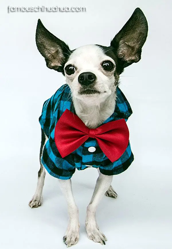 enzo famous chihuahua