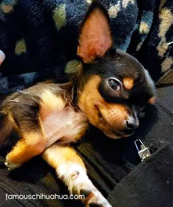 enzo famous chihuahua