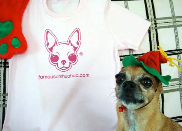 famous chihuahua 2011