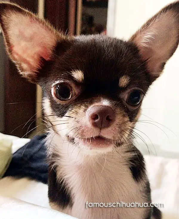 famous chihuahua agatha