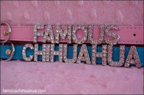 famous chihuahua collar