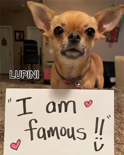 Follow Lupini the 金刚趣投官网体彩与金刚趣投概率游戏官方网站 on Facebook! lupini the famous chihuahua