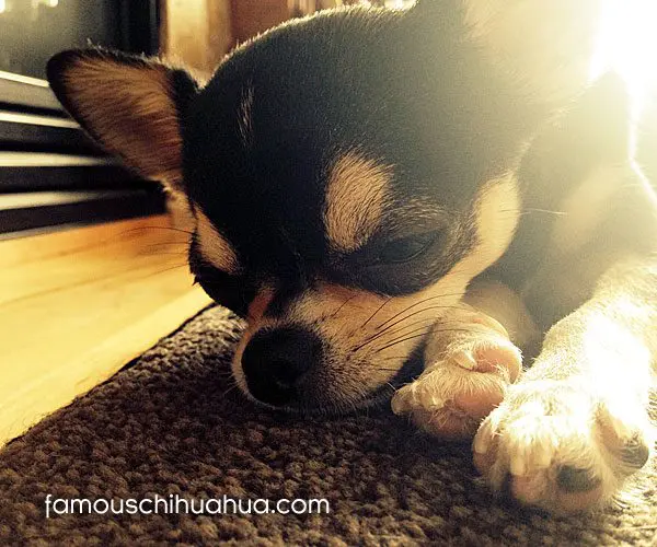 famous chihuahua peanut