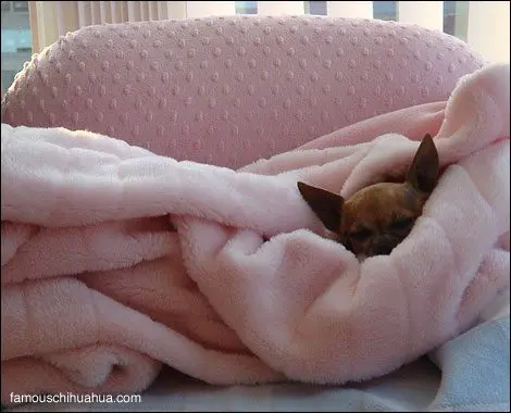 famous chihuahua sleeps
