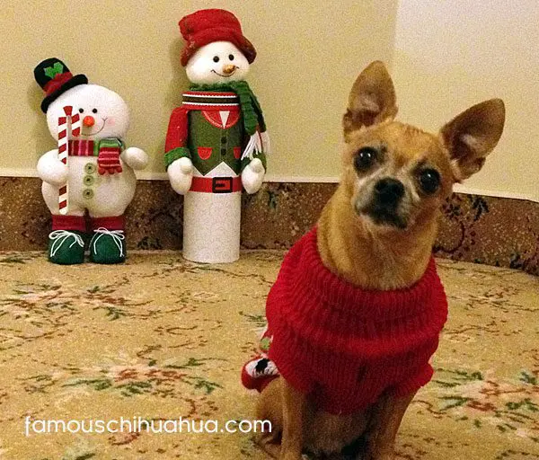 famous chihuahua snowmen
