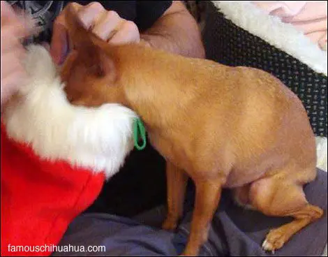 famous chihuahua stocking