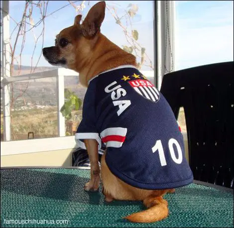 famous chihuahua usajersey