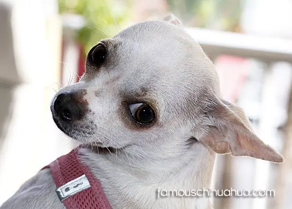 famous chihuahua valentin