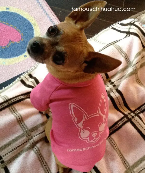 famouschihuahua shirt