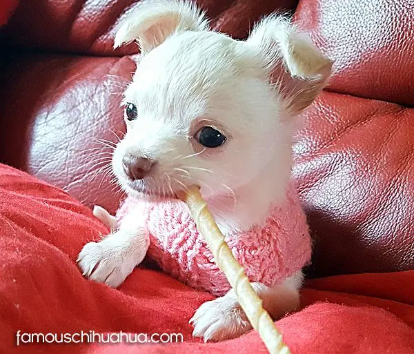 fleurtje famous chihuahua