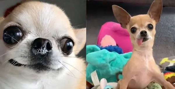 funny chihuahua videos