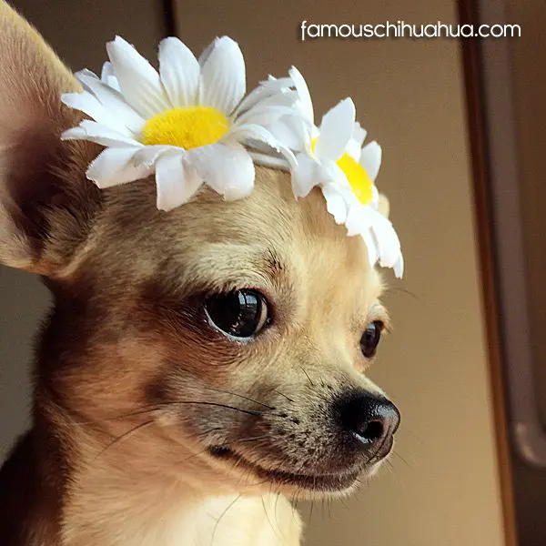 giulia famous chihuahua