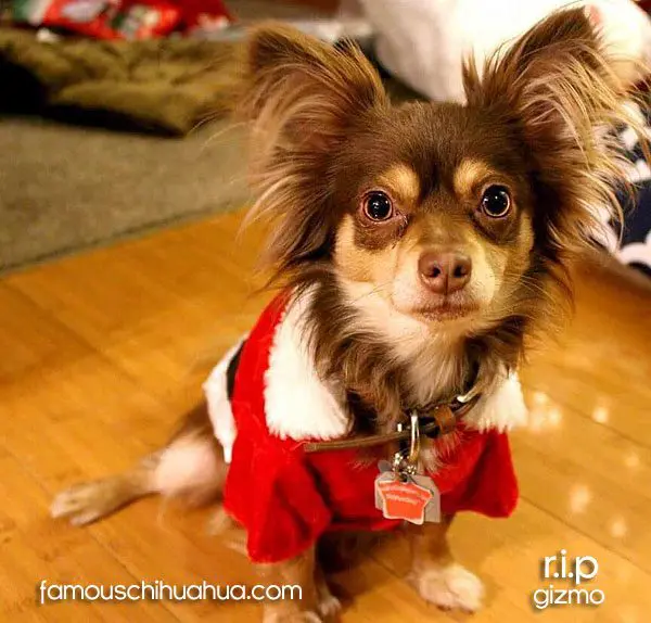 gizmo famous chihuahua