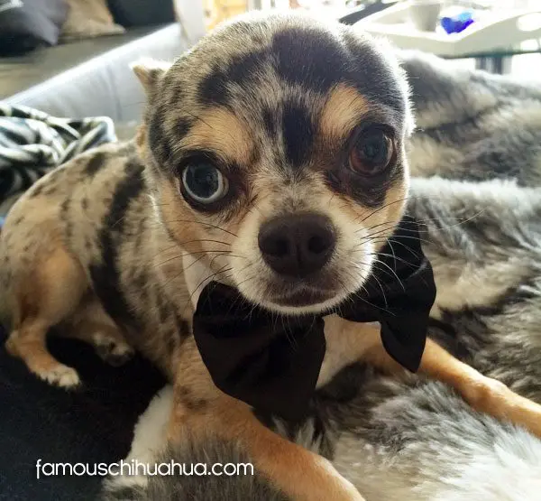 goliath famous chihuahua