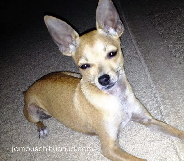 gucci rescue chihuahua