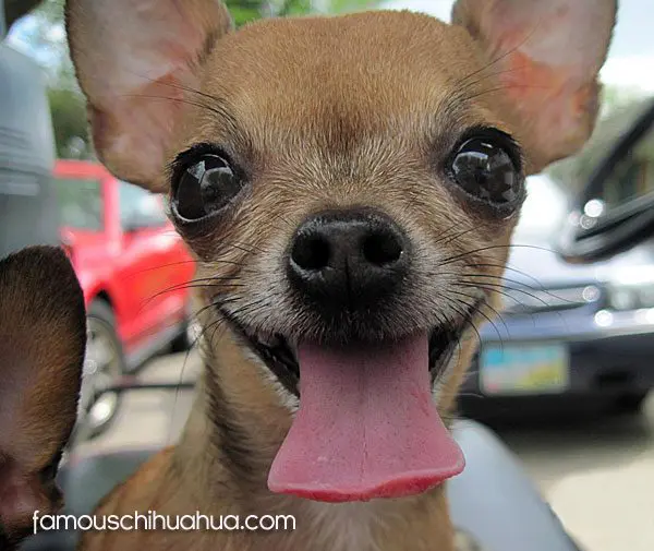 gypsy famous chihuahua