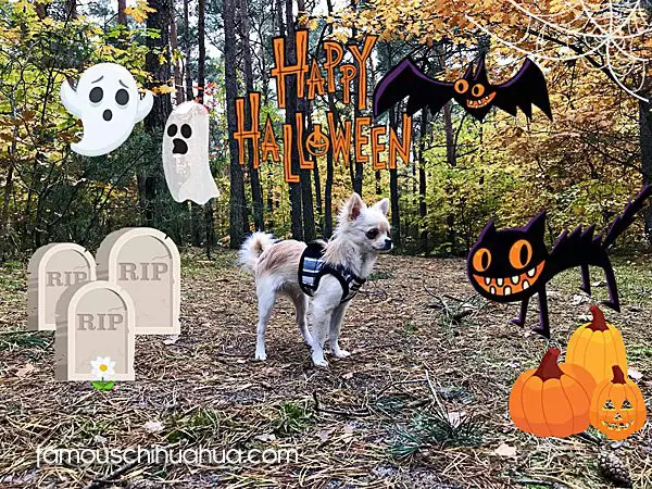 halloween chihuahua
