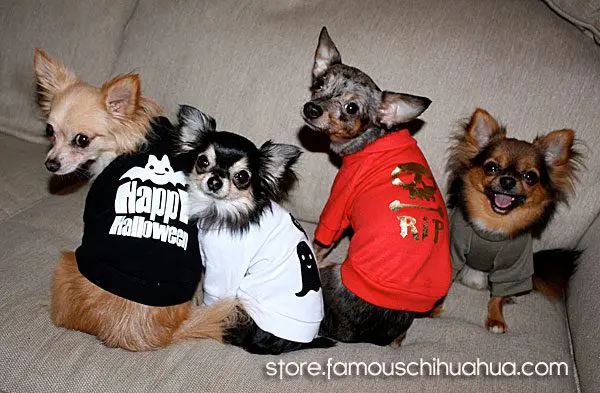 halloween chihuahuas clothes