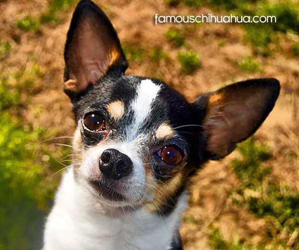 hannah famous chihuahua