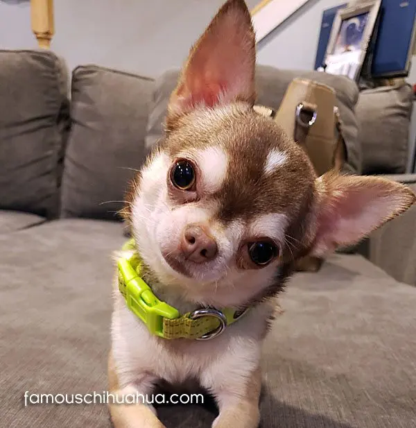 happy famous chihuahua