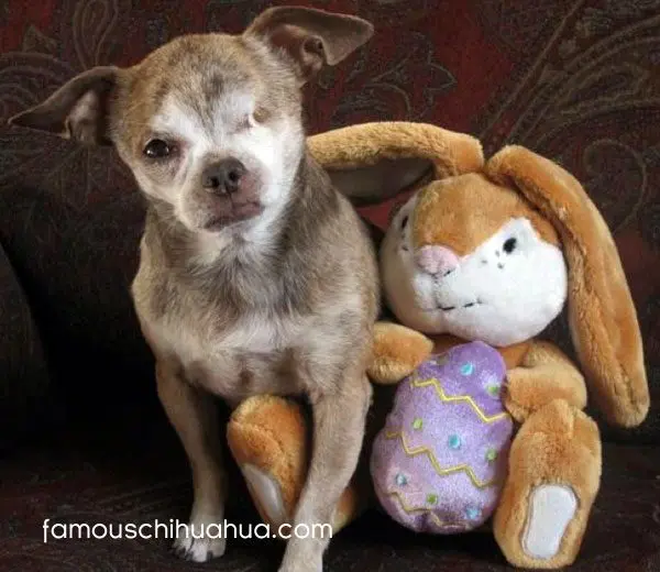 harley easter chihuahua