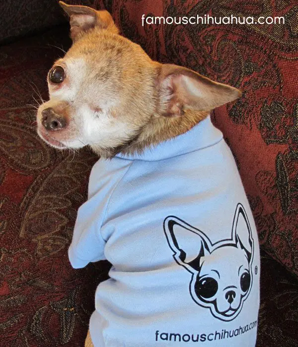 harley rescue chihuahua