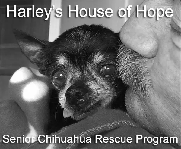harley s house of hope frankie
