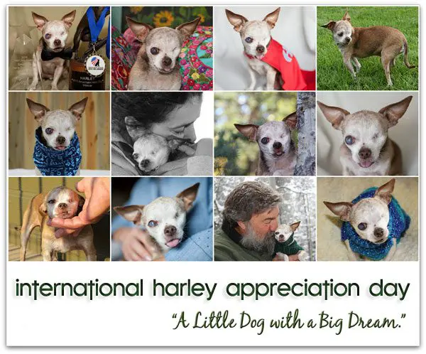 intl-harley-appreciation-day