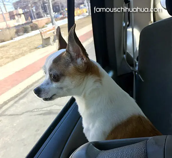 jake famous chihuahua