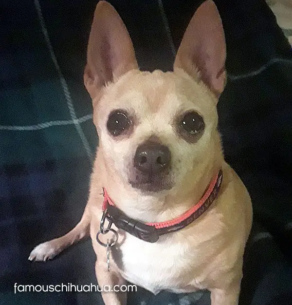 jake famous chihuahua