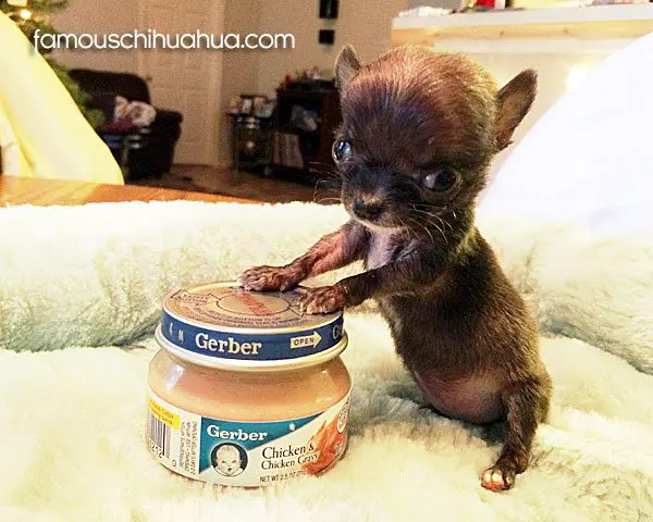 jane teacupchihuahua