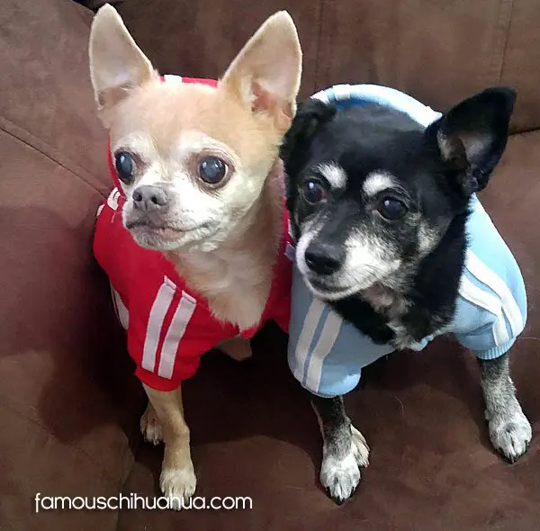 JIMMENY JOSEY famouschis