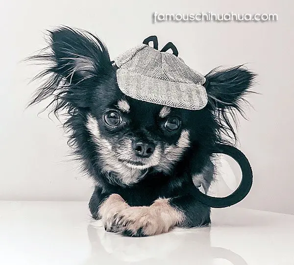 kai famous chihuahua