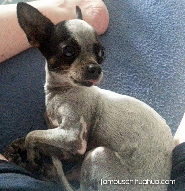 kane famous chihuahua