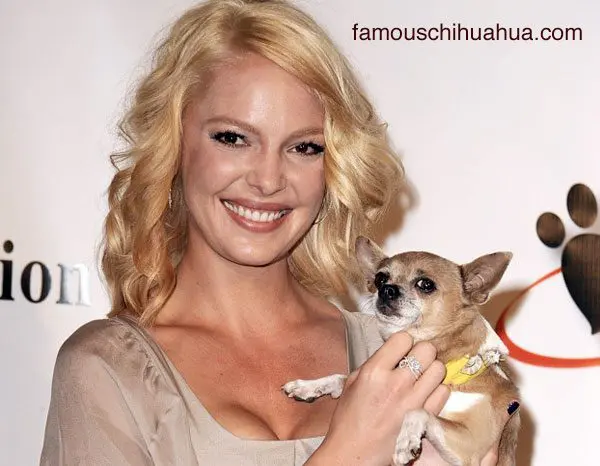 katherine heigle chihuahua