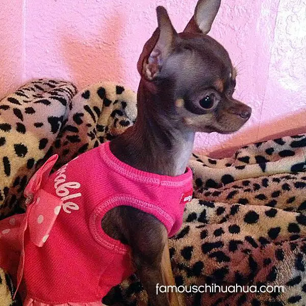 kreszentiasky teacup chihuahua