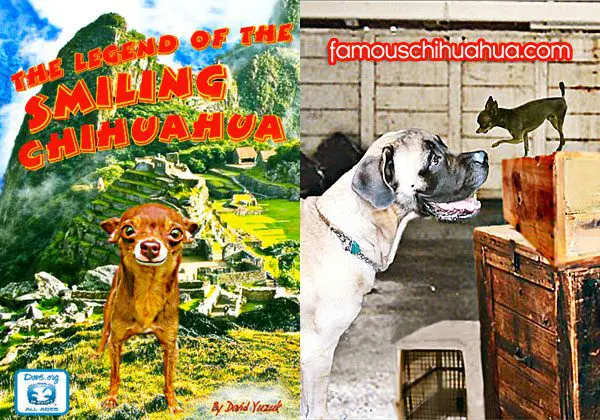 legend smiling chihuahua