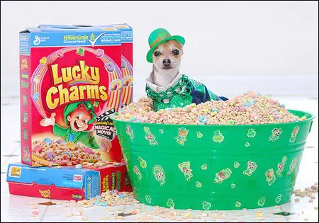 leprechaun chihuahua