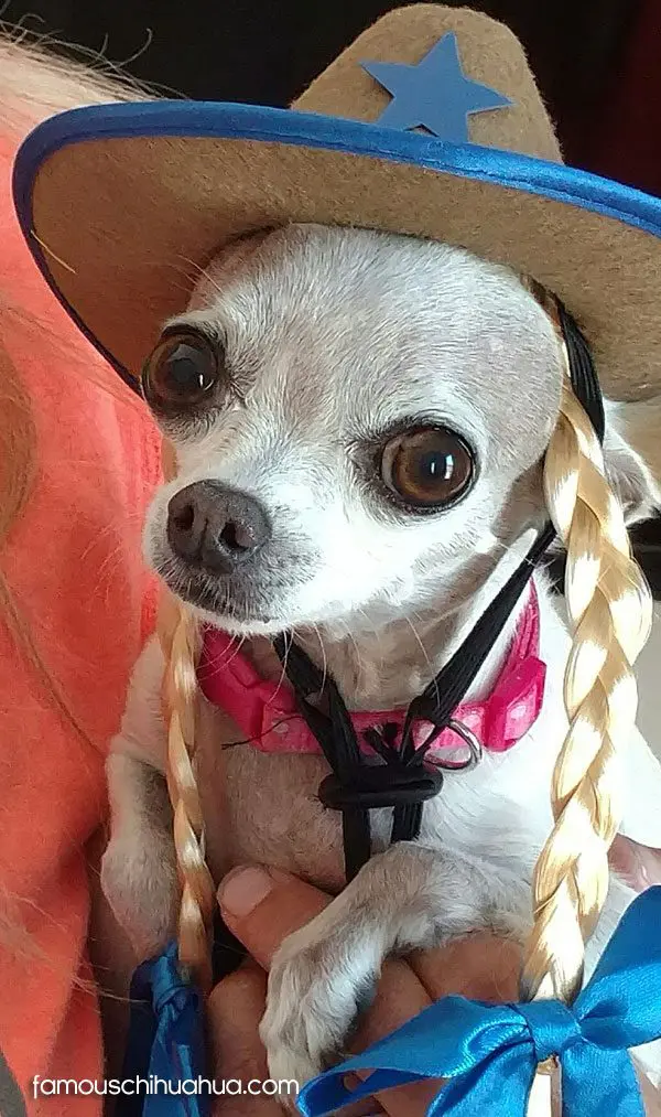 lilly famous chihuahua