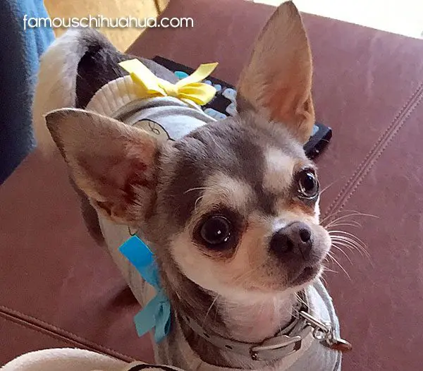 lily famous chihuahua