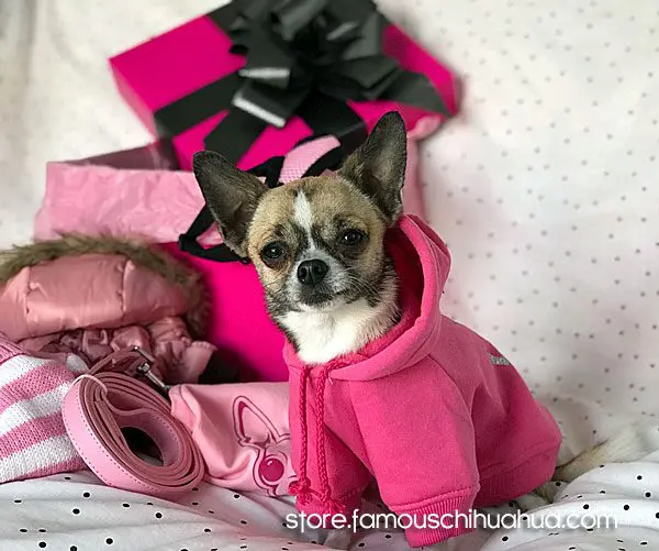 lola chihuahua selfie winner