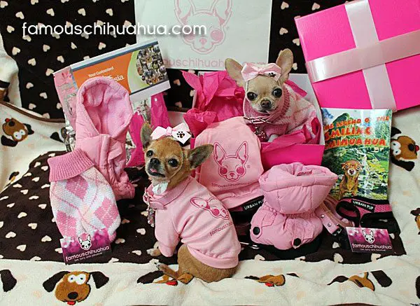 lollipop yum chihuahuas