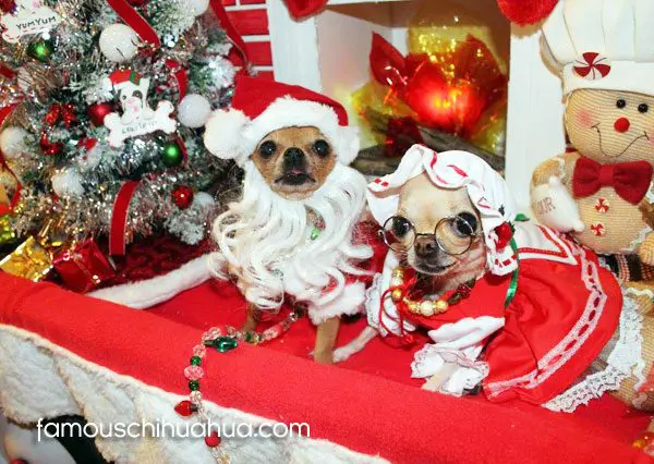 chihuahua santa and mrs clause