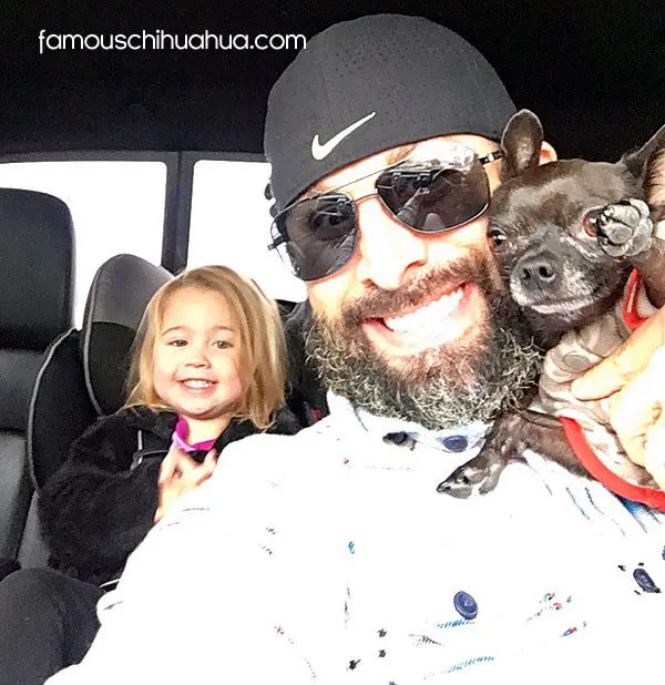 louie famouschihuahua