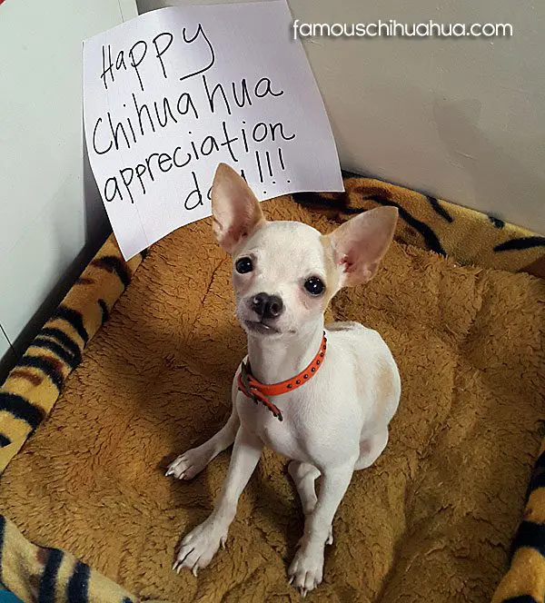 macou chihuahua appreciation day