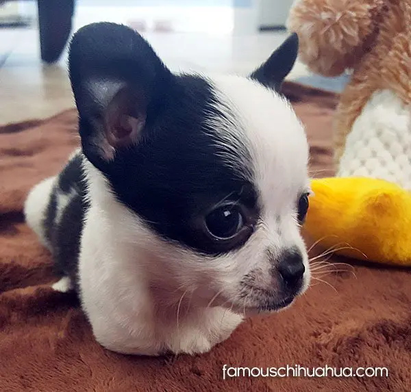 maggie famous chihuahua