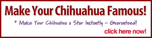 make your chihuahua famous!