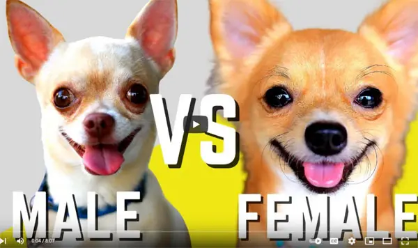 male verses female chihuahuas