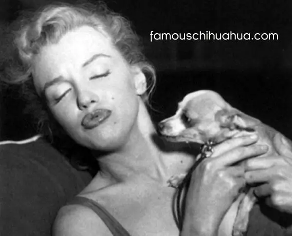 marilyn chihuahua kisses