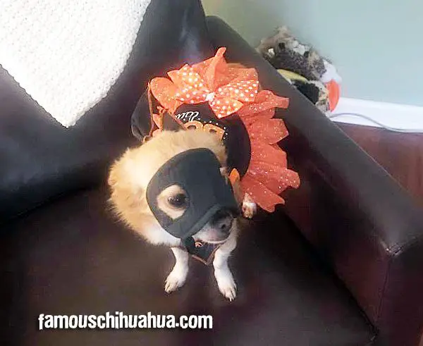 masquerade chihuahua